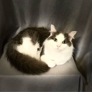 Babycat says stop by @clark502 & make an offer!!! 😻❤️‍🔥✌🏽💜